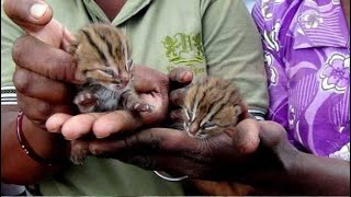 Rescue injured leopard cat and giving them a second chance at life | Animal rescue compilation