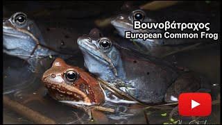 Βουνοβάτραχος - European Common Frog - Rana temporaria