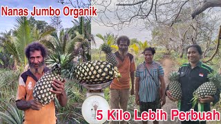 1 BUAH BERATNYA 5 KILOGRAM| NANAS JUMBO ORGANIK DARI KAMPUNG KALIKI, MERAUKE|