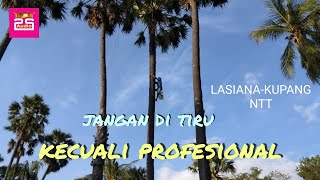 Kenangan waktu di pantai LASIANA-NTT lihat orang memanjat pohon lontar/siwalan #pohonlontar#LASIANA