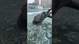 Burung ini lagi apa di masjidil haram #short #islam #masjid #mekkah #masjidilharam