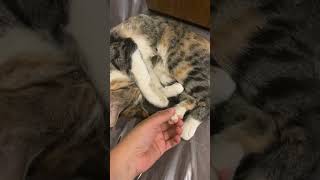 cat sleeping