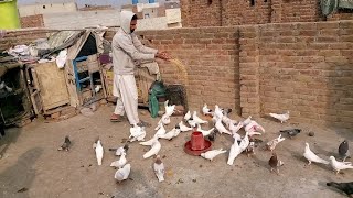 Visit To Friend Home Pigeon Setup |M Asad Birds| #MAsadBirds #Kabutar #Pigeon