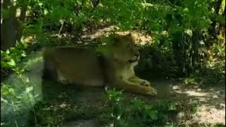 LONDON ZOO--LIONS