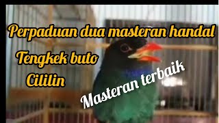 Perpaduan dua burung masteran terbaik Tengkek Buto!! cililin#masteranburung#pemulakicaukicau