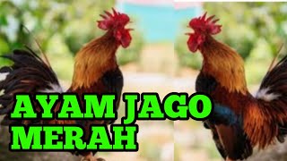 JAM 04.30 AYAM JAGO INI SUDAH MULAI BEEKOKOK SAMPAI DIBERI MAKAN!!