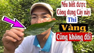 Nếu biết được công dụng Cây này thì Vàng cũng không đổi. Cây Hồi đầu thảo. Phan Hải Vlog