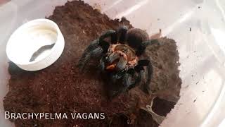 Gorby Exotics - Tarantula Group Feeding Video 094