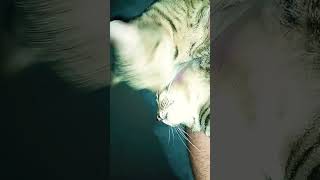 Pregnant kitty #viralvideo #cat #dbsz #crazyanimal #music #goku #dbza #funny