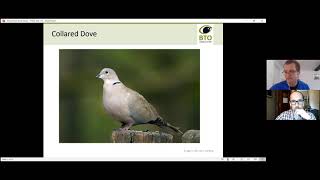 25 Years of Garden BirdWatch - David White & Steve Willis (BTO) talk at TWIC Spring Conference 2021