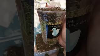 DIY Seed Starting Mix #growmoss #growsoil #upcycle #permaculture #growityourself