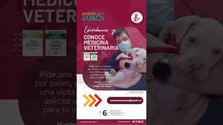 Medicina Veterinaria se estudia en la UACh! Agenda para conocer la carrera!. Admision2024