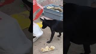 Perro a tormenta a gato