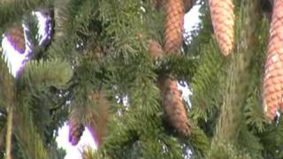 Bec-croisé des sapins ( Loxia curvirostra ) en Champagne