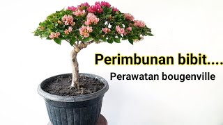 Perawatan dan cara Perimbunan potong pucuk bibit/stek kecil