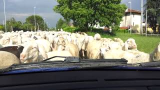 Sheep attack in Italy