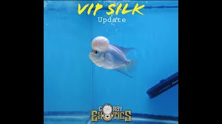 VIP Silk Update - Argyros the Thai Silk