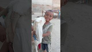 qurbani Ka Bakra  ( beautiful Eid Bakra ) #bakramandi #bakra #bakraeid2024 #subscribe #eid #