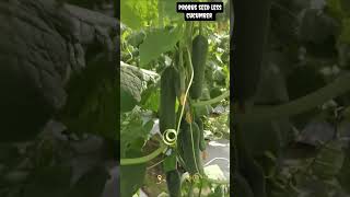 Probus Seed less cucumber winner season 8295774001