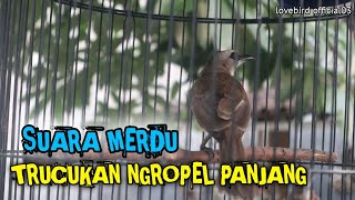 masteran ROPEL paling ampuh untuk burung TRUCUKAN