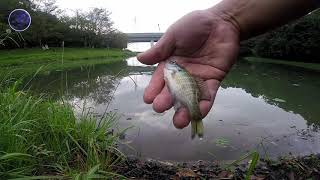 新東名の近くの池で釣りをしてみた