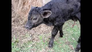 Grandma Leads Newborn Calf "Black Baby" To His Mother Cow