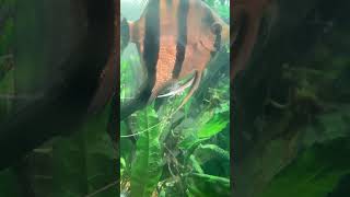 Angelfish eggs in aquarium #fish