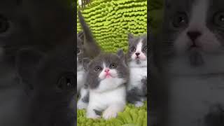 #cat #shortvideo #youtubeshorts #4kviral