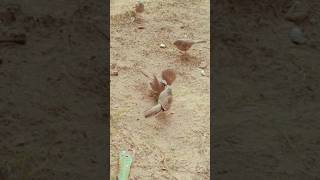 Mama bird feeding her baby #cute #cutebird #baby #nature #mother #motherhood