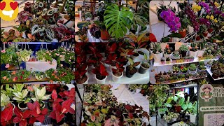 Ornamental Plant / Houseplant Show | Festival Tanaman Hias & Buah