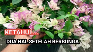 DUA HAL PENTING PERLU DIKETAHUI SETELAH PEMBUNGAAN