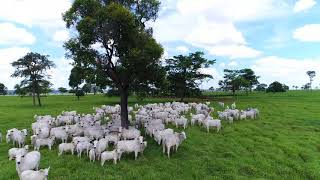 Fazenda Segredo, criação de Nelore em Bataguassu, Ms