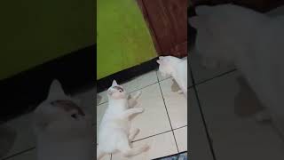 #viral pertarungan sengit di karna kan cemburu #kucing ini jadi saling smekdown #fyp #kucinglucu