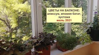 Цветы на балконе с красивой листовой зеленью. Цветение в конце июля.