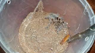 Tarantula Feeding Video 090 - Grammostola pulchripes (SLOW MO)