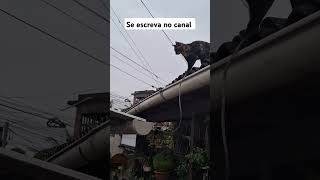 Gatinha do telhado #viralvideo #jesus #deus #gatosfofo #gatos #cat #fé #amoranimal #pets #catolico