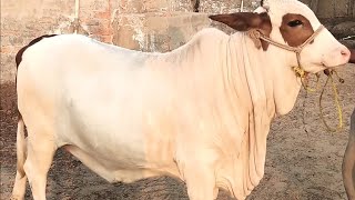 عزیز کیٹل فارم اینڈ پلائی سینٹر حاصل پور Aziz Cattle Farm and Palai Center Hashilpur