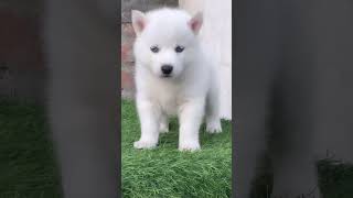 HUSKY PUPPY FOR SALE MOBILE NO- 99919 88536 #dog #terding #today #husky