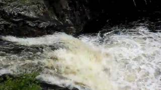 Salmon Leaping at Falls of Shin in Scottish Highlands