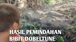 hasil pemindahan bibit sawit dempet