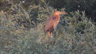 Héron pourpré (Ardea purpurea) au Lac du Der (Juin 2016)