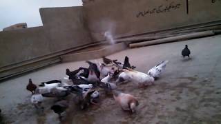 New Pigeons Training || Phela Tawa Magreeb Mein || Episode 02.