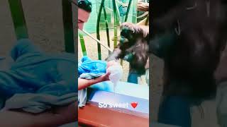 the orangutan wanted to see my baby