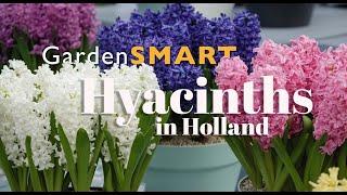 GardenSMART Tips,  Hyacinth in Holland