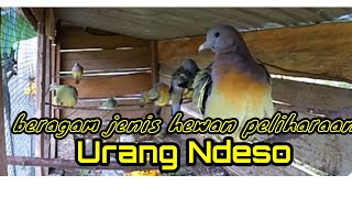 Memberi Makan Hewan Peliharaan Urang Ndeso