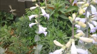 A hummingbird Hawkmoth visits my Penstemons on memorial day!