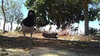 GRALHA CANCÃ, cancão, a voz da caatinga, Cyanocorax cyanopogon, White naped Jay