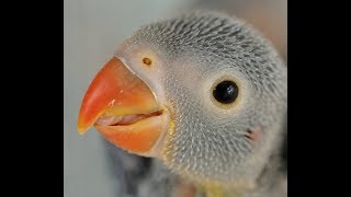 alexandrine parakeet cage