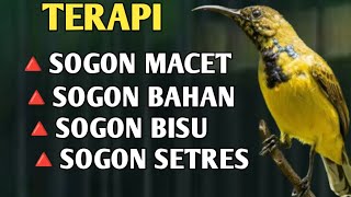 TERAPI MALAM SOGON MACET, PANCINGAN SOGON BAHAN