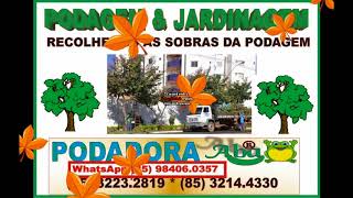 PODA CORTA ARVORE NO  MORRO BRANCO (85) 3214.4330